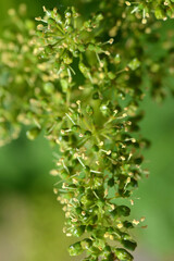 Weinrebe; Vitis vinifera, Blüte
