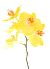 Beautiful yellow Orchid flower on stem.