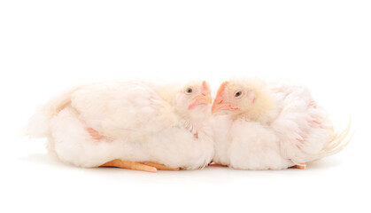Two chicken or young broiler chickens.