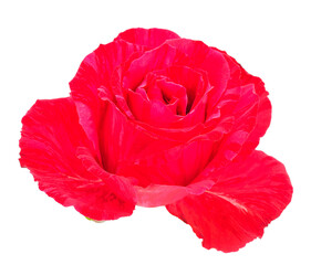 Red beautiful rose.