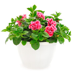 Bouquet of flowers petunia in a pot.