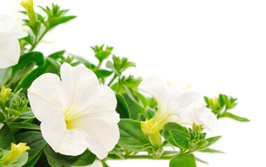 Beautiful flower white petunia.