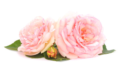 Pink beautiful rose.