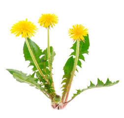 Dandelion Flowers Isolated.
