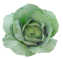 Green cabbage head isolated.