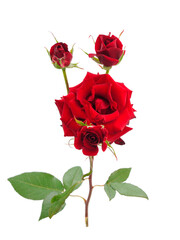 Red beautiful roses.