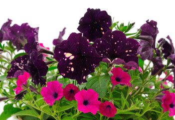 Bouquet of flowers petunia in a pot.