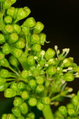 Weinrebe, Vitis vinifera, Blüte