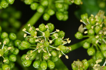 Weinrebe, Vitis vinifera, Blüte