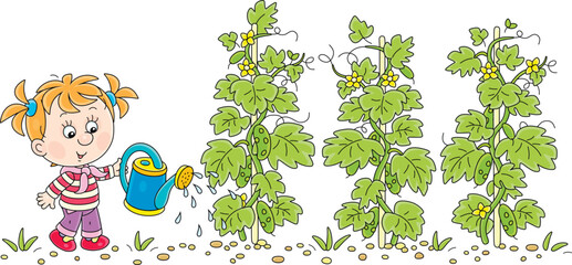 Happy little girl gardener watering green cucumber plants in her summer kitchen garden, vector cartoon illustration on a white background