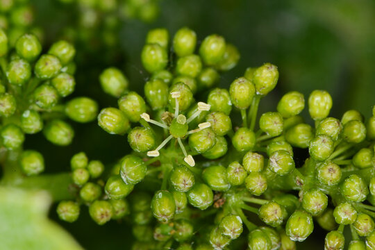 Weinrebe, Vitis vinifera, Bl&uuml;te