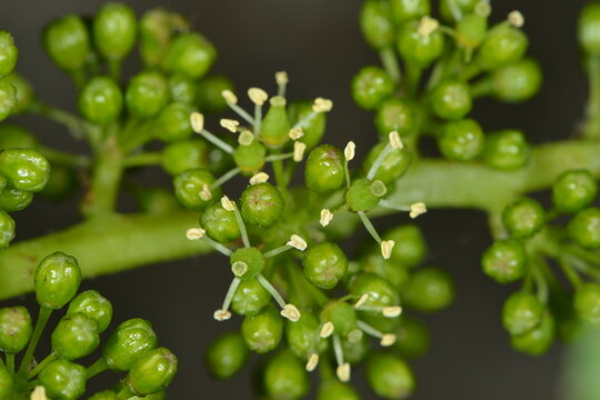 Weinrebe, Vitis vinifera, Bl&uuml;te