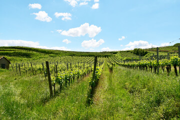 Weinbau, Kaiserstuhl