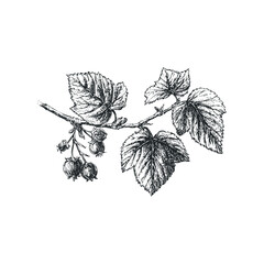 Botanical drawing of a branch with berries and leaves
