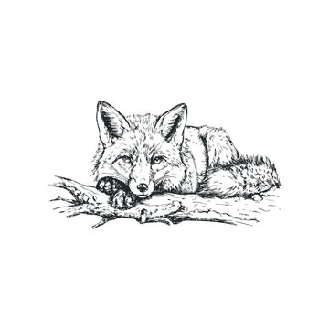 キツネのスケッチ」の写真素材 | 52,122件の無料イラスト画像