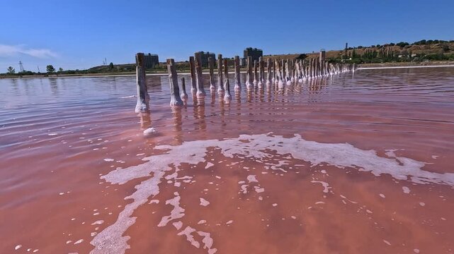 Drying Kuialnyk Estuary, algae and ciliates blooming in pink water