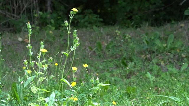 grass and flowers