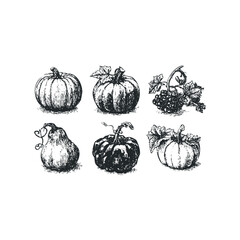 Hand Drawn Collection of Gourds and Grapes with Textured Lines