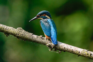kingfisher