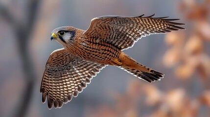 Fototapeta premium Majestic Kestrel in Flight: A Stunning Display of Avian Grace