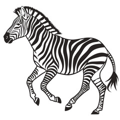 zebra isolated on white background
