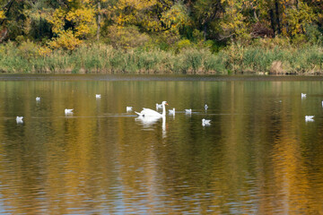 Graceful swans and seagulls swimming in river in the habitat. Watching water bird in autumn on lake waterfowl. Tranquil water reflects serene sky and creates peaceful scene of wildlife in nature.