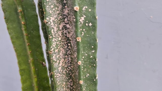 Aspidiotus destructor or kutu balok on cactus plant