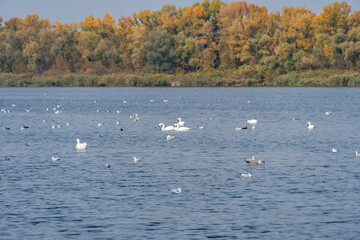 Graceful swans and seagulls swimming in river in the habitat. Watching water bird in autumn on lake waterfowl. Tranquil water reflects serene sky and creates peaceful scene of wildlife in nature.