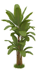 Lush Banana Palm Cluster - Dense Banana Plant Group