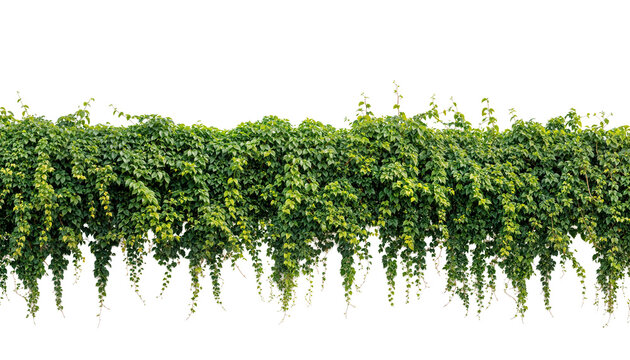 Lush cascading ivy plants border design (Hedera helix, English Ivy, Boston Ivy). PNG isolated on transparent background with clipping path cutout.