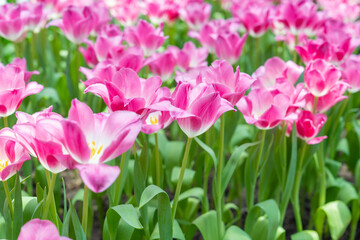 Pink tulips blooming in garden with sunlight.