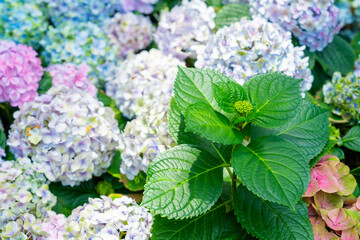 Blue, purple and pink bigleaf hydrangea or French hydrangea or penny mac or hortensia (Hydrangea macrophylla) flowers. © gamjai