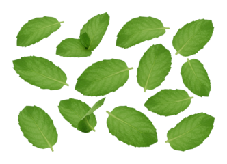 Fresh green leaves natural setting botanical vibrant environment top-down organic concept isolated PNG
