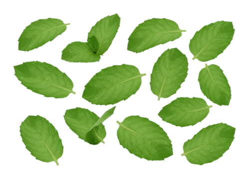 Fresh green leaves natural setting botanical vibrant environment top-down organic concept isolated PNG