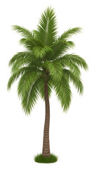 Single Elegant Palm Tree
