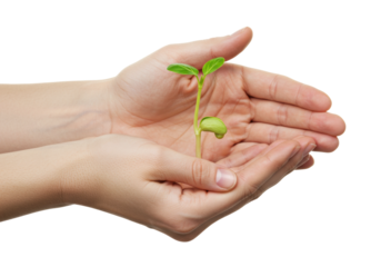 Nurturing growth seedling in hands indoor setting nature sustainability concept isolated PNG