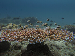 School of damselfishes swimming above a healthy staghorn coral colony in a tropical reef...