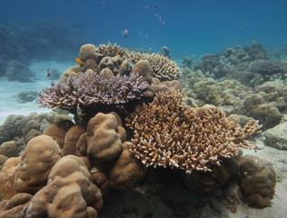 Colorful coral reef with hard corals and reef fish in clear tropical waters, showcasing marine biodiversity underwater.