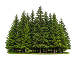 Nature scene majestic evergreen forest tranquil environment landscape aerial natural beauty isolated PNG