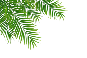 Natural green palm leaf isolated on white background. Tropical coconut palm branches with shadow. Evergreen plant foliage, clip art for summer design elements, cut out, PNG