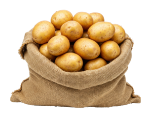 Harvesting fresh organic potatoes from local farms rustic setting food natural light isolated PNG