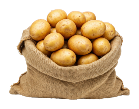 Harvesting fresh organic potatoes from local farms rustic setting food natural light isolated PNG