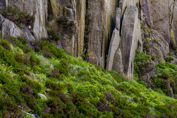 Vibrant Green Ferns Against a Dramatic Vertical Rock Face