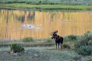 Naklejka premium Bull Moose near a small pond at sunrise