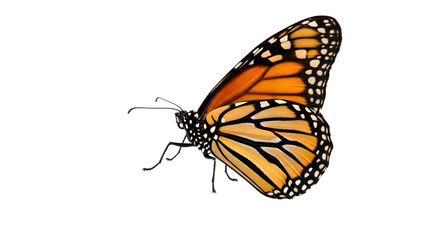 Fototapeta premium Close up view of a monarch butterfly with orange and black wings on a black background image capture isolated on transparent white background