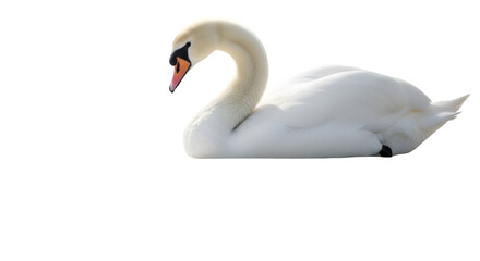 A graceful white swan with a curved neck resting peacefully on a dark background in a serene setting isolated on transparent white background