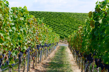 Obraz premium Weinrebe; Vitis vinifera, Domina