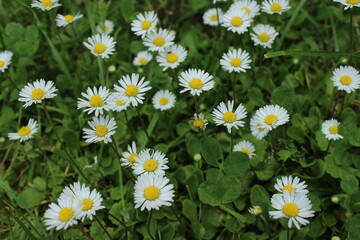 Fototapeta premium white daisy flowers in the grass