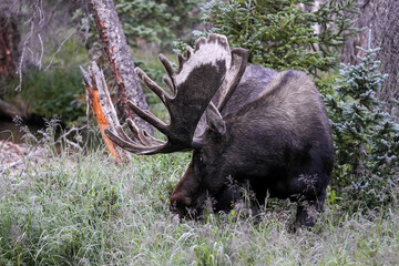 Bull moose showing it's marbled antlers