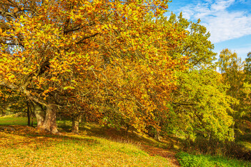 Landschaft im Herbst in der Feldberger Seenlandschaft